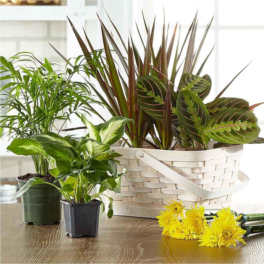 Florist Designed Blooming and Green Plants in a Basket – VACHA'S FOREST FLOWERS, Oak Forest IL