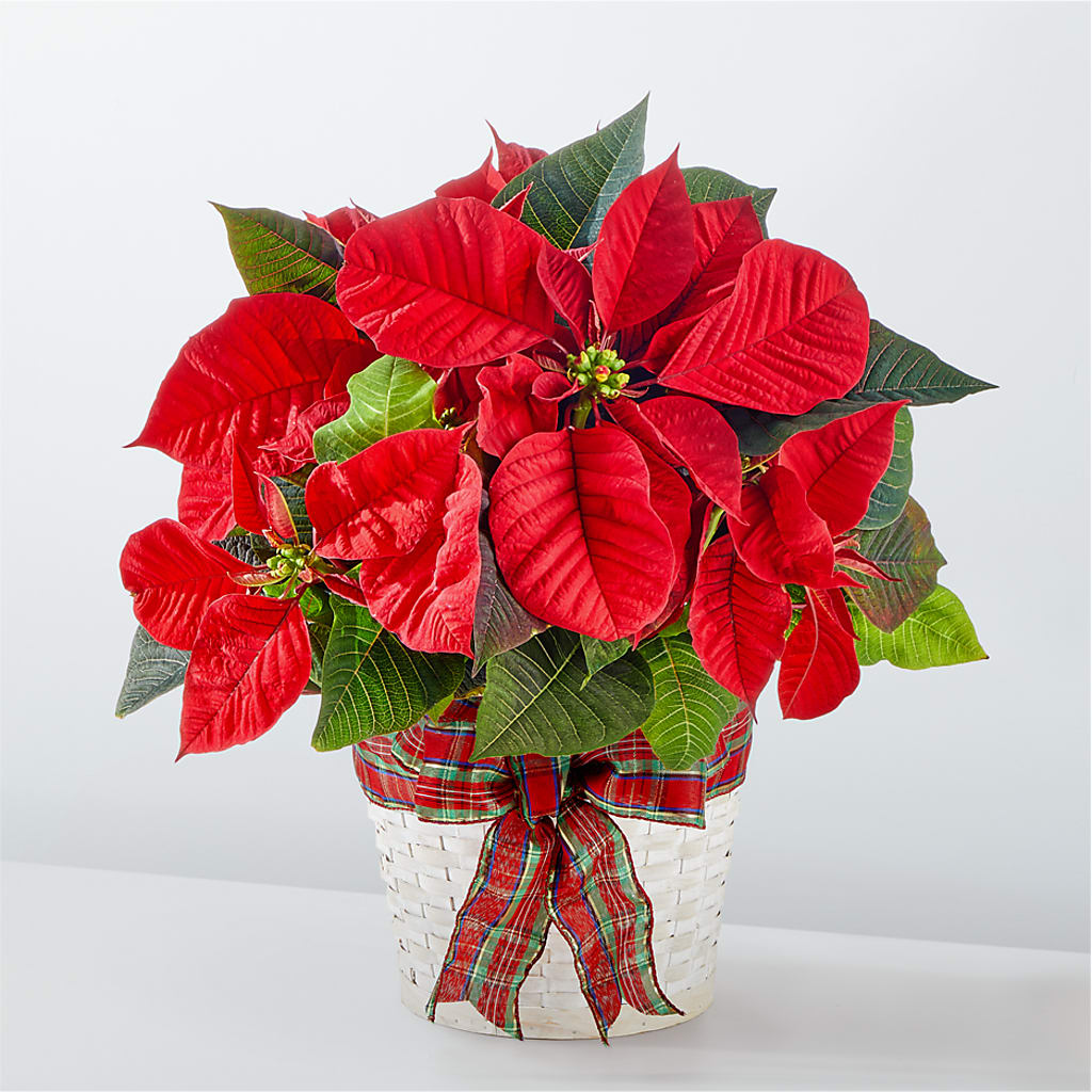 Happiest Holidays Poinsettia – VACHA'S FOREST FLOWERS, Oak Forest IL