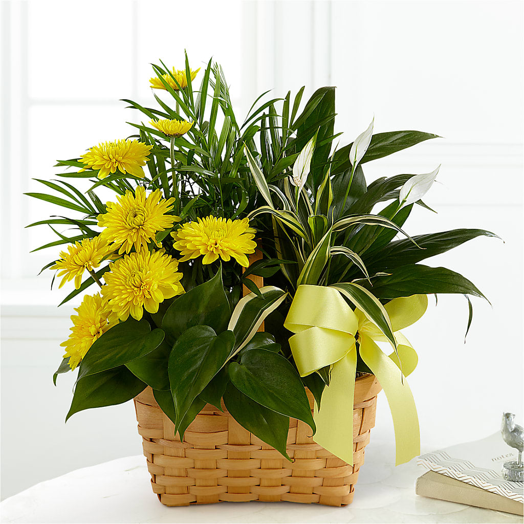 Loving Light Dishgarden – VACHA'S FOREST FLOWERS, Oak Forest IL