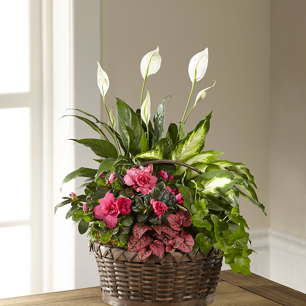Dream in Pink Dishgarden – VACHA'S FOREST FLOWERS, Oak Forest IL