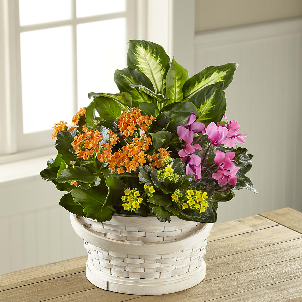 Color Crush Dishgarden – VACHA'S FOREST FLOWERS, Oak Forest IL