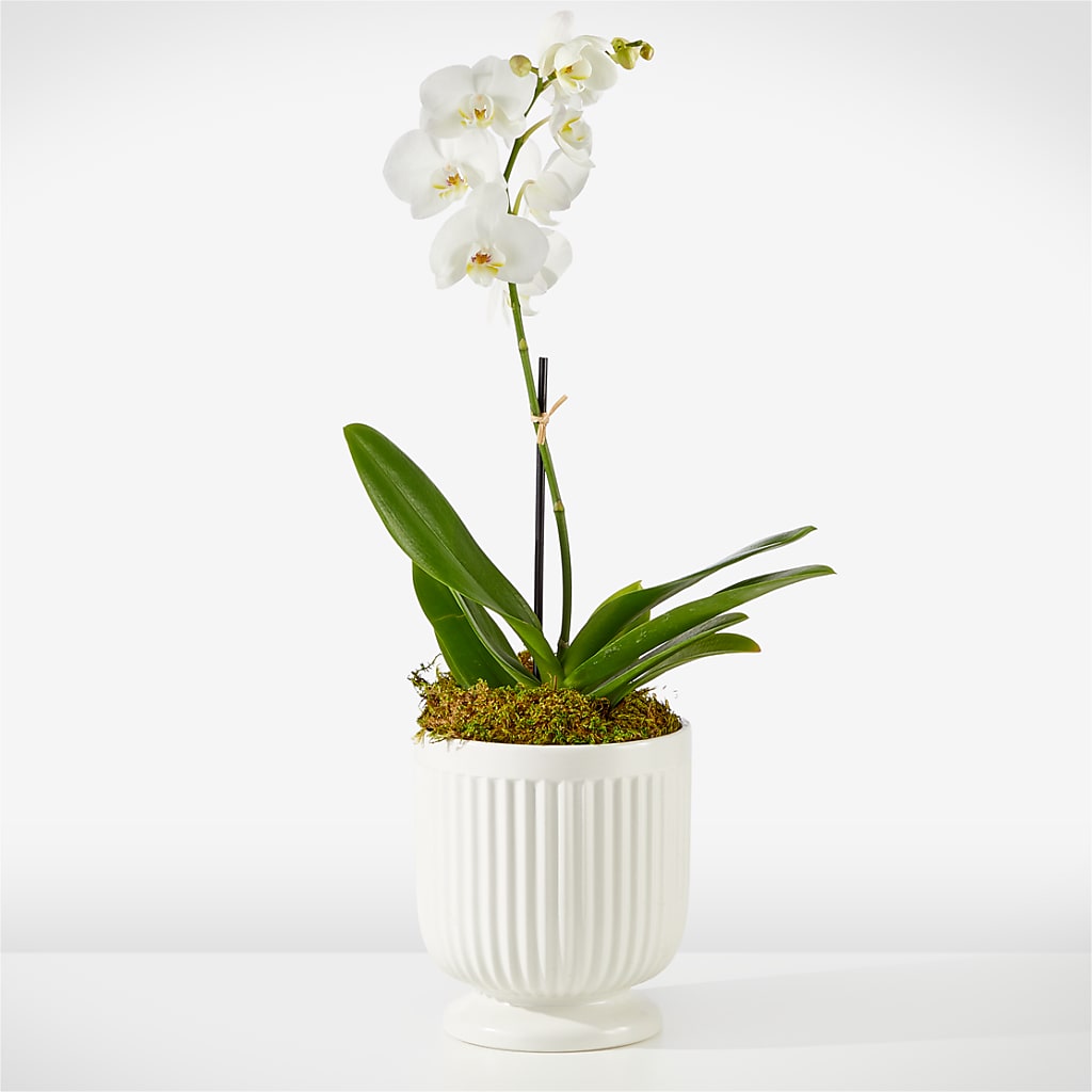 Whispering White Orchid – VACHA'S FOREST FLOWERS, Oak Forest IL