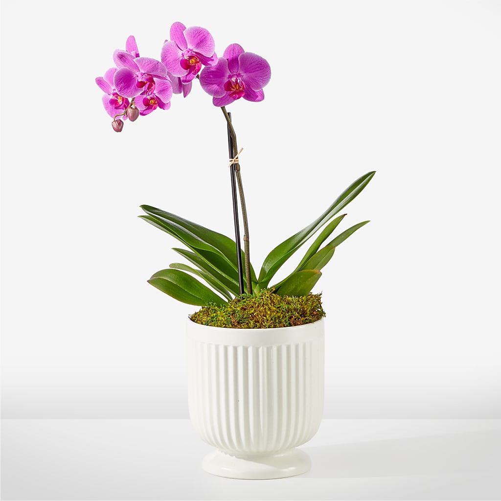 Friendly Fuchsia Orchid – VACHA'S FOREST FLOWERS, Oak Forest IL