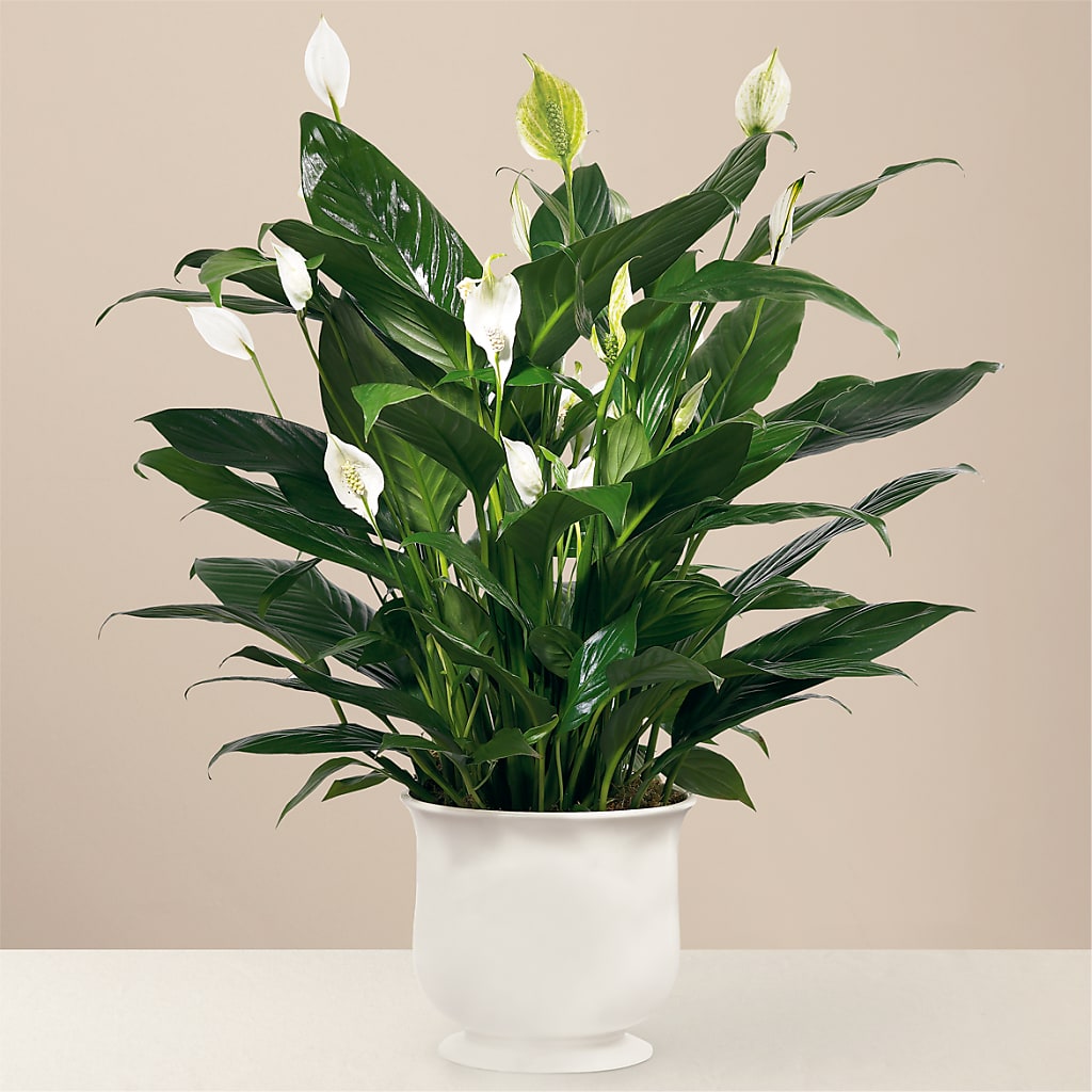 Comfort Planter – VACHA'S FOREST FLOWERS, Oak Forest IL