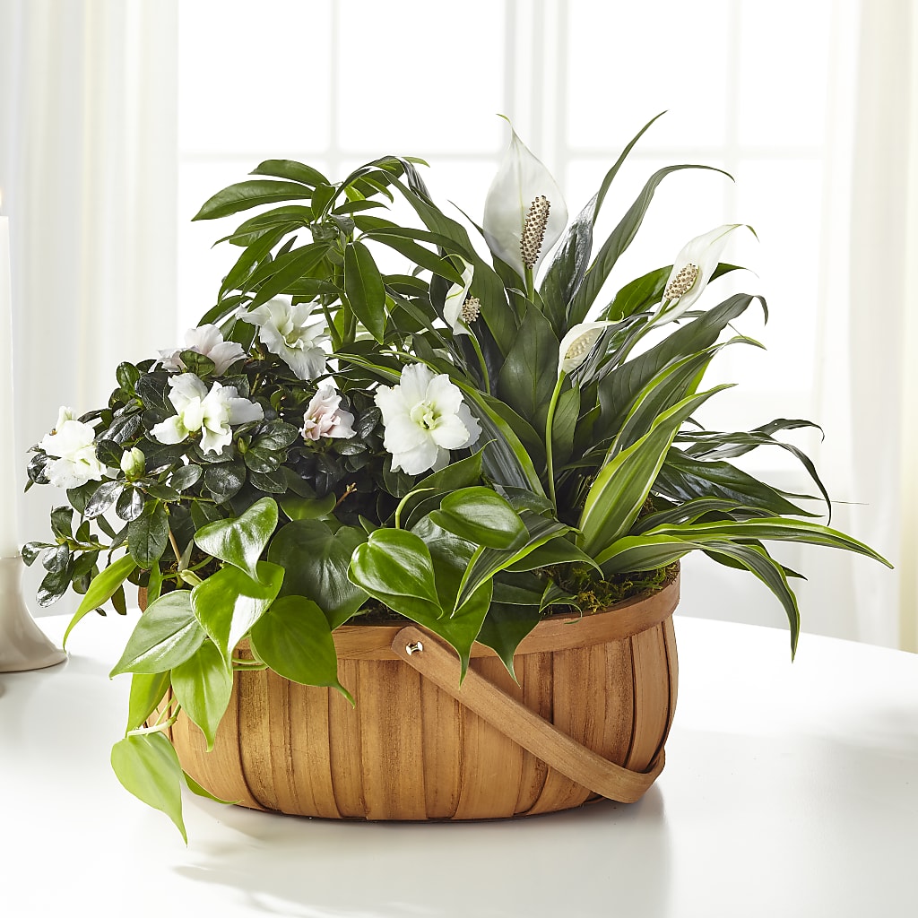 Serene Dishgarden – VACHA'S FOREST FLOWERS, Oak Forest IL