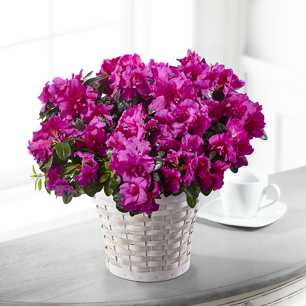Hope & Serenity Azalea Plant – VACHA'S FOREST FLOWERS, Oak Forest IL