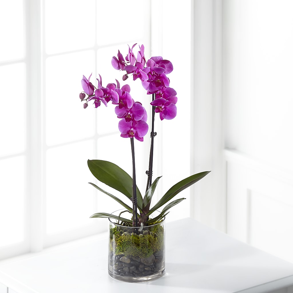 Pink Orchid Plant – VACHA'S FOREST FLOWERS, Oak Forest IL