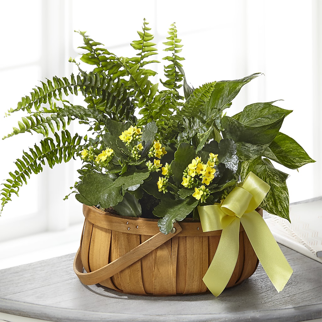 Always Dear Dishgarden – VACHA'S FOREST FLOWERS, Oak Forest IL
