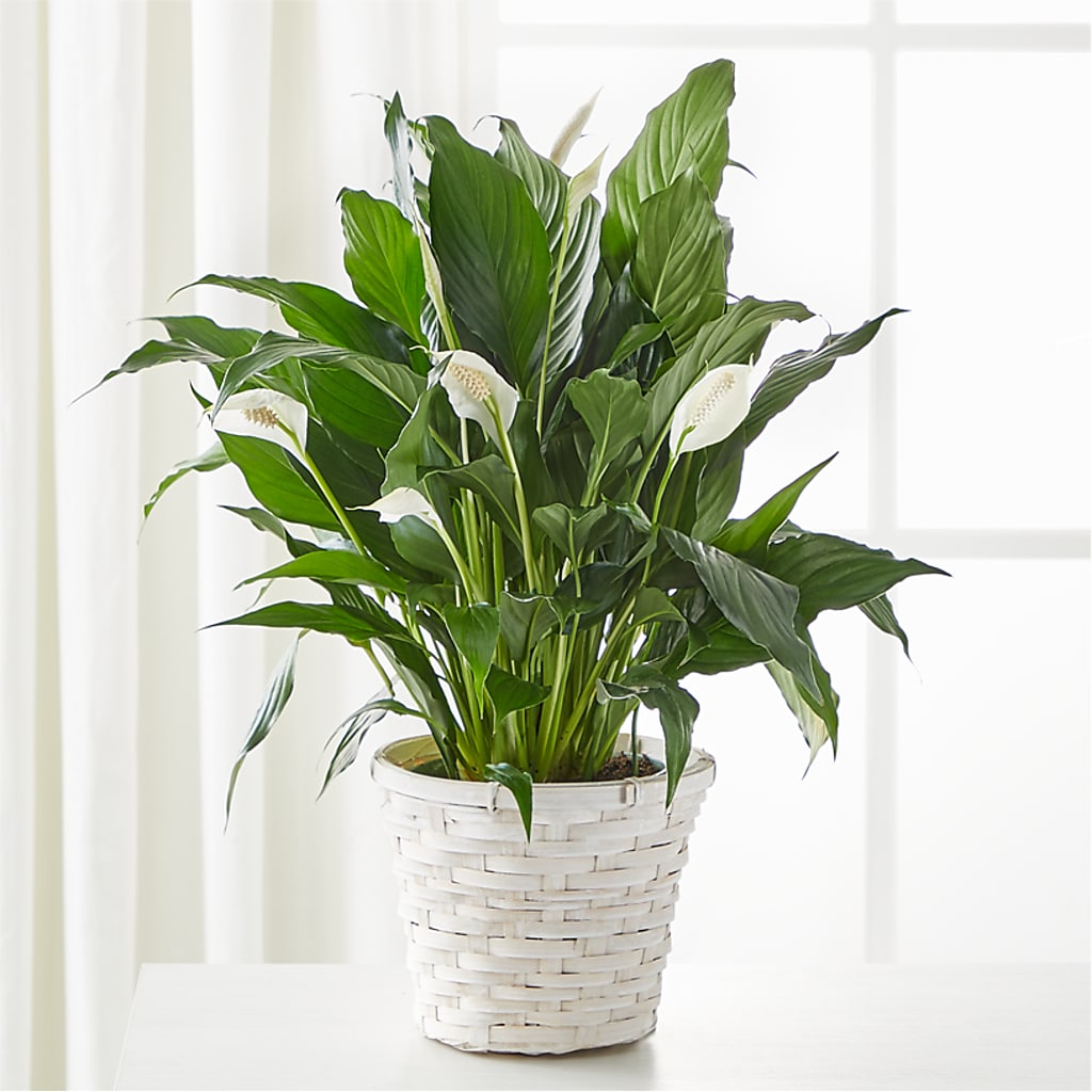 A New Leaf Peace Lily – VACHA'S FOREST FLOWERS, Oak Forest IL