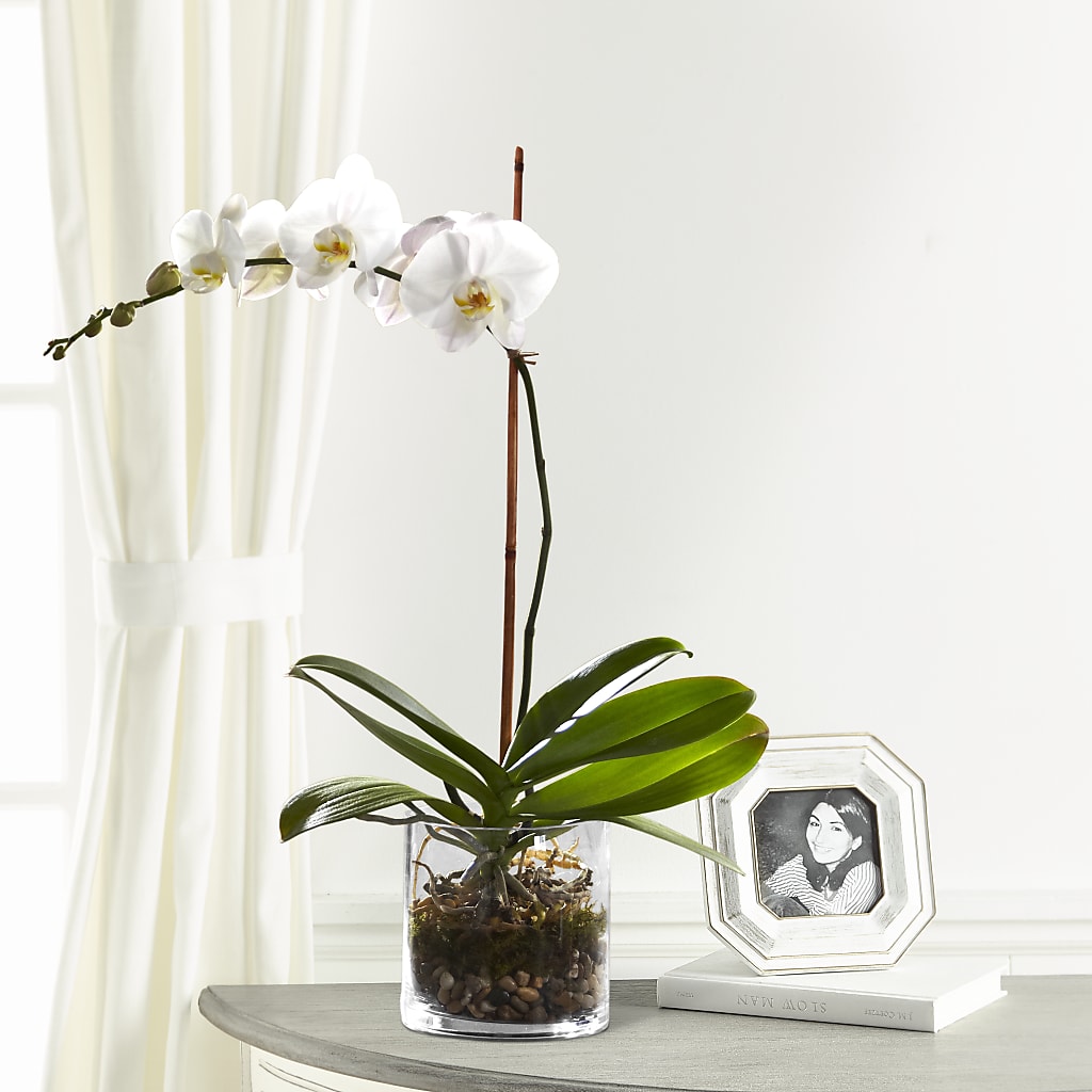 White Orchid Planter – VACHA'S FOREST FLOWERS, Oak Forest IL
