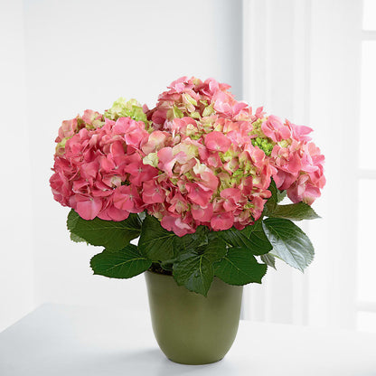 Pink Hydrangea Planter – VACHA'S FOREST FLOWERS, Oak Forest IL