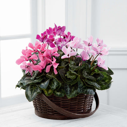 Mixed Cyclamen Planter – VACHA'S FOREST FLOWERS, Oak Forest IL