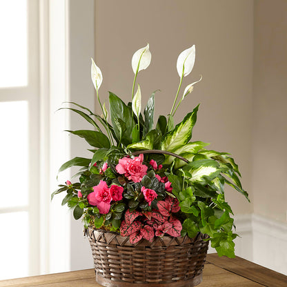 Dream in Pink Dishgarden – VACHA'S FOREST FLOWERS, Oak Forest IL