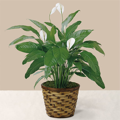 Tranquil Moments Peace Lily Plant – VACHA'S FOREST FLOWERS, Oak Forest IL