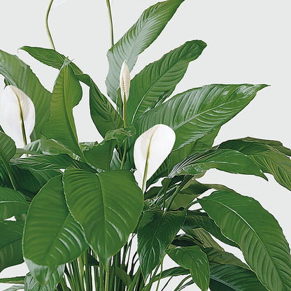 Tranquil Moments Peace Lily Plant – VACHA'S FOREST FLOWERS, Oak Forest IL