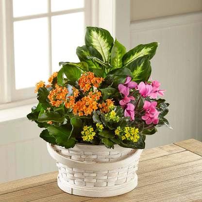Color Crush Dishgarden – VACHA'S FOREST FLOWERS, Oak Forest IL