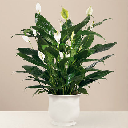 Comfort Planter – VACHA'S FOREST FLOWERS, Oak Forest IL