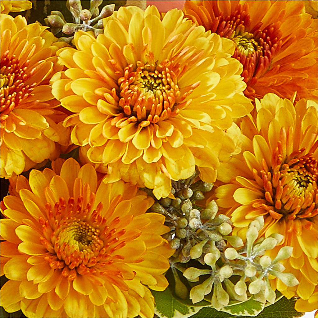 Peachy Pumpkin – VACHA'S FOREST FLOWERS, Oak Forest IL