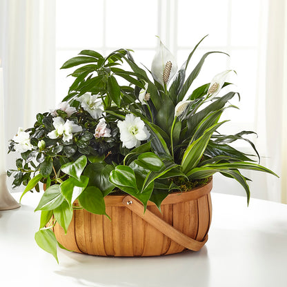 Serene Dishgarden – VACHA'S FOREST FLOWERS, Oak Forest IL