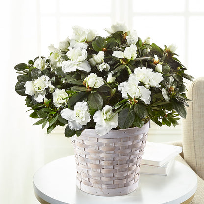 White Azalea Plant – VACHA'S FOREST FLOWERS, Oak Forest IL