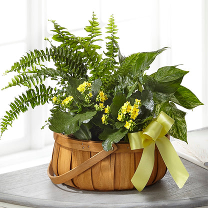 Always Dear Dishgarden – VACHA'S FOREST FLOWERS, Oak Forest IL