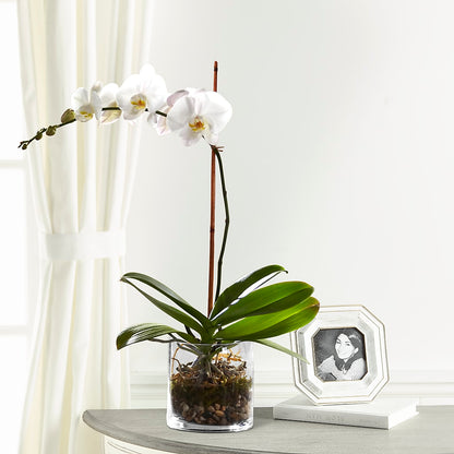 White Orchid Planter – VACHA'S FOREST FLOWERS, Oak Forest IL
