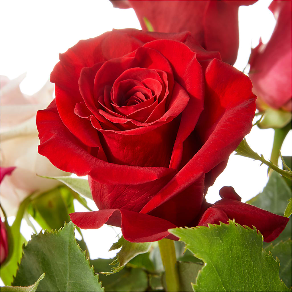 Love Notes Rose Bouquet – VACHA'S FOREST FLOWERS, Oak Forest IL